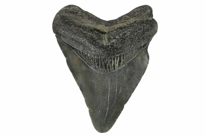 Juvenile Megalodon Tooth - South Carolina #171198